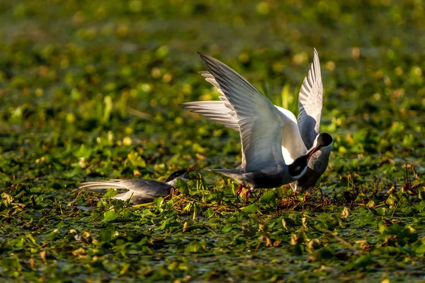 白颊燕鸥 Repressa Teritory 在多瑙河三角洲战斗 — 图库照片