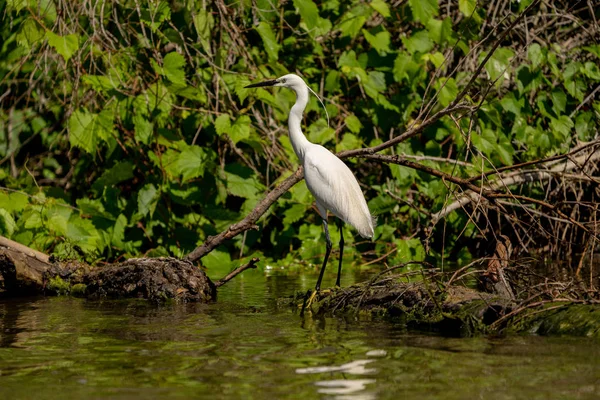 Egret Czapla Biała Ardea Alba Witting Ławce Delcie Dunaju Wielki — Zdjęcie stockowe