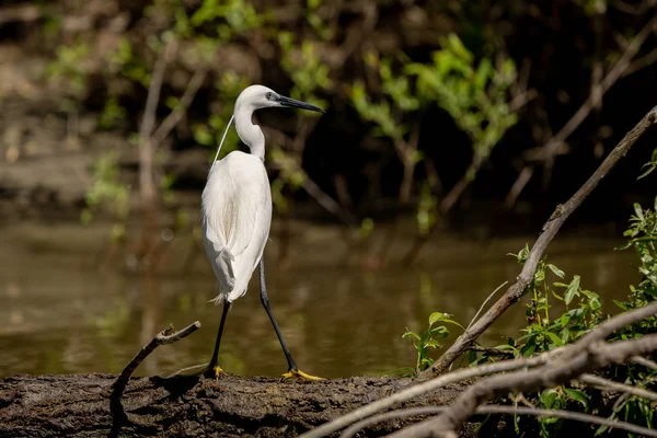 Egret Czapla Biała Ardea Alba Witting Ławce Delcie Dunaju Wielki — Zdjęcie stockowe