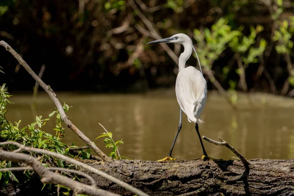 White Heron Egret Ardea Alba Banco Delta Danúbio Grande Garça — Fotografia de Stock