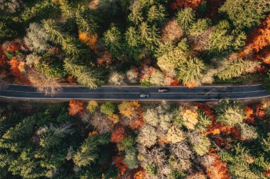 Araçlarda yol yalak dağlarda sonbaharda yoğun bir orman