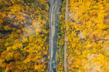 Sabah ile ormanın ortasında geçen arabalar sisli yol