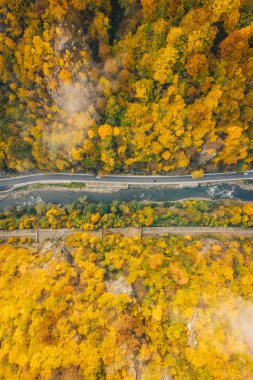 Sabah ile ormanın ortasında geçen arabalar sisli yol