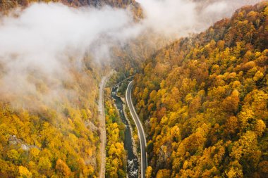 Dağ yolu yalak ormanın bir sisli sabahı