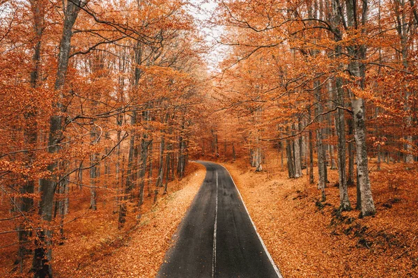 Forest road in the middle of autumn