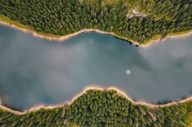 Ormanın ortasında nehir. Bolboci Lake, Karpat Dağları, Romanya
