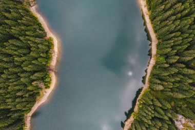 Ormanın ortasında nehir. Bolboci Lake, Karpat Dağları, Romanya