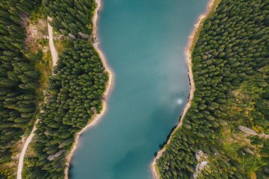Ormanın ortasında nehir. Bolboci Lake, Karpat Dağları, Romanya