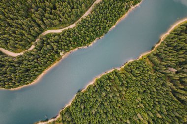 Ormanın ortasında nehir. Bolboci Lake, Karpat Dağları, Romanya
