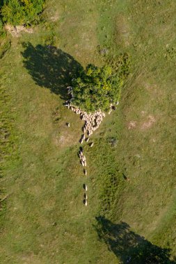 Yaylacılıktan, koyun sürüsü ve dağ mera üzerinde çoban