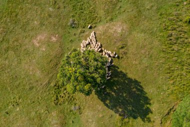 Yaylacılıktan, koyun sürüsü ve dağ mera üzerinde çoban