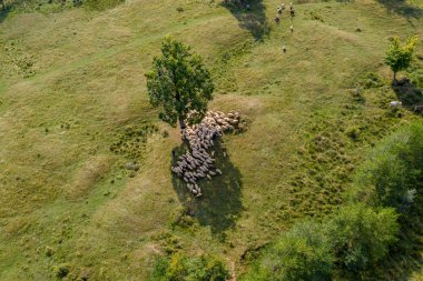 Yaylacılıktan, koyun ve çoban Dağı mera üzerinde
