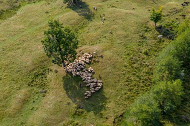 Yaylacılıktan, koyun ve çoban Dağı mera üzerinde