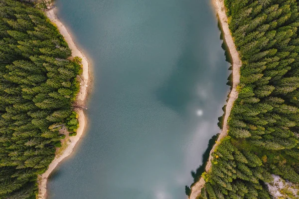Ormanın ortasında nehir. Bolboci Lake, Karpat Dağları, Romanya