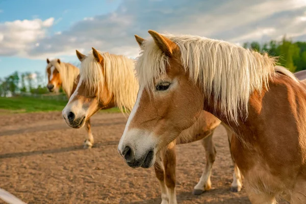 Haflinger Коней Avelignese Кінний Центр — стокове фото