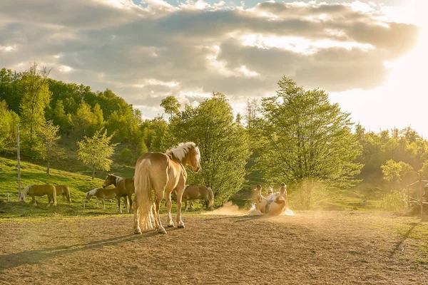 Хафлінгерські Коні Кінній Фермі — стокове фото