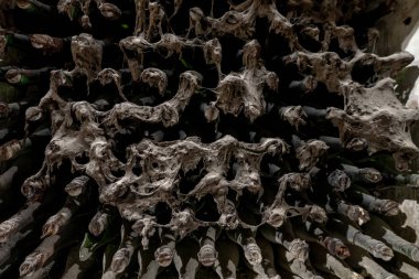 Toz ve küf kaplı eski şarap şişeleri