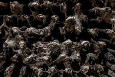 Eski tozlu şarap şişeleri vintage şarap mahzeni küf kaplı