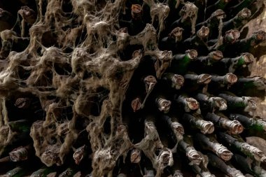 Vintage şarap mahzeni küf kaplı yaşlı şarap şişeleri