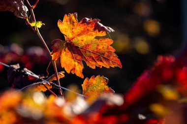Bağ sonbahar renkleri