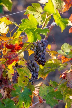 Geç sonbaharda Üzümler vaktinden önce hasat