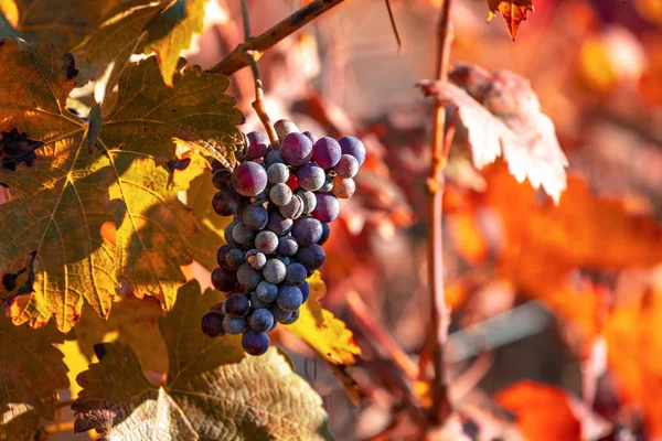 Red Grapes Vineyard — Stock Photo, Image