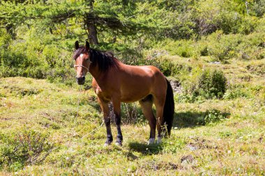 Çok güzel dağ altay