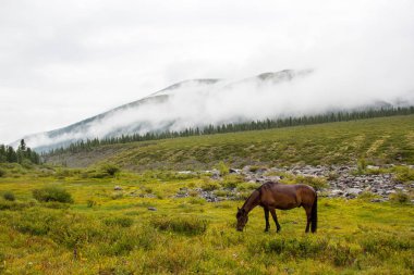 Çok güzel dağ altay