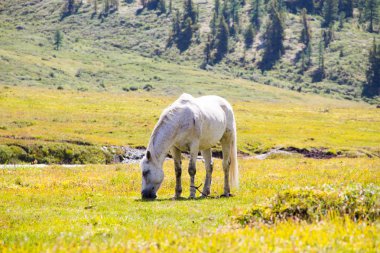Çok güzel dağ altay