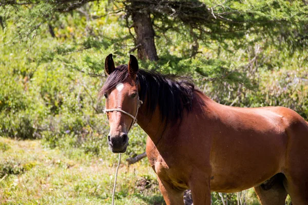 Mycket Härligt Berg Altai — Stockfoto