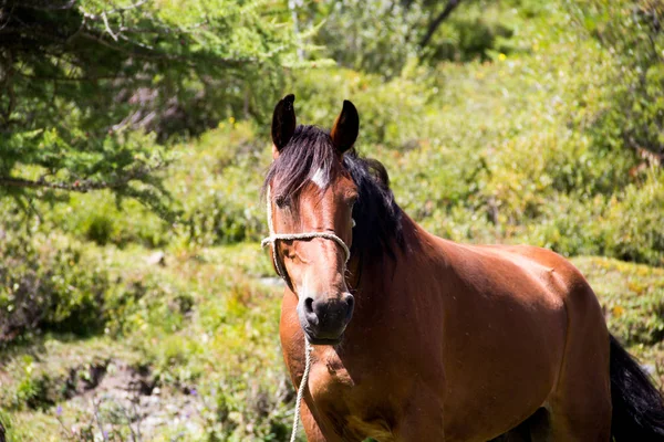 Çok güzel dağ altay