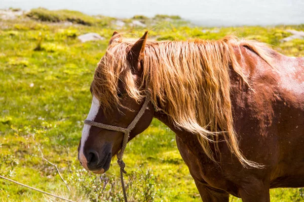 Mycket Härligt Berg Altai — Stockfoto