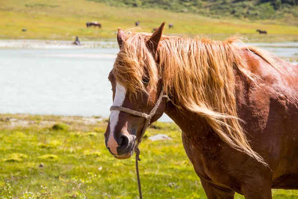 Mycket Härligt Berg Altai — Stockfoto