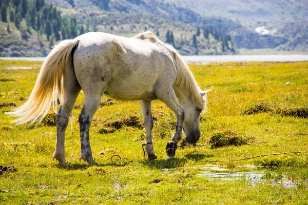 Muy Hermosa Montaña Altai — Foto de Stock