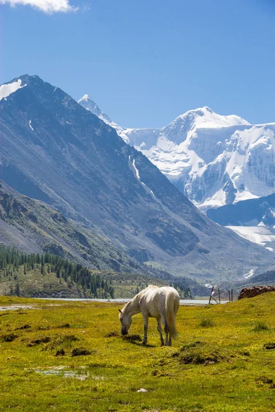 Muy Hermosa Montaña Altai Imágenes de stock libres de derechos