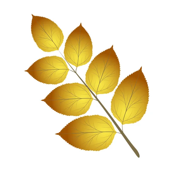 Hoja de acacia de otoño de color rojo brillante, amarillo y marrón sobre blanco, s — Archivo Imágenes Vectoriales