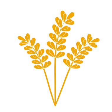 Buğday ya da arpa kulağı. Buğday hasadı, pirinç sapı ve...