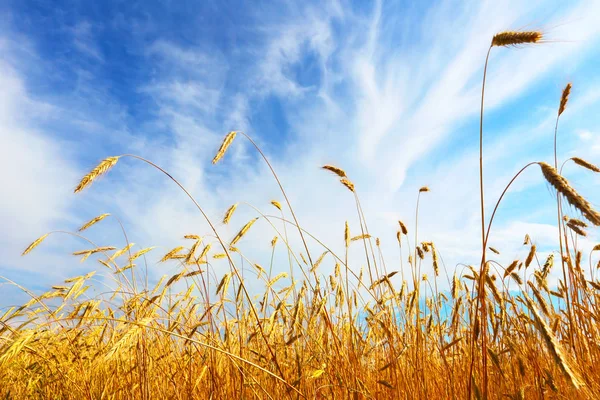 Die Ähren des Weizens. Ackerland — Stockfoto