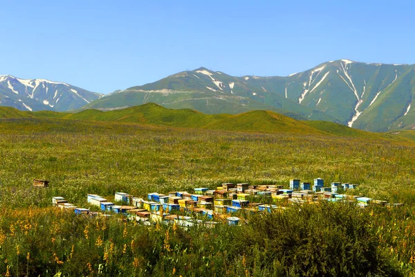 Apiario di montagna. Kirghizistan — Foto Stock