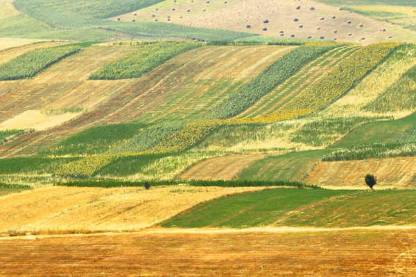 Alpine Farm Field. Kirgizistan — Stockfoto