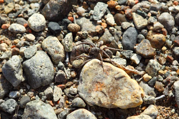 Kayalar üzerinde zehirli örümcek — Stok fotoğraf