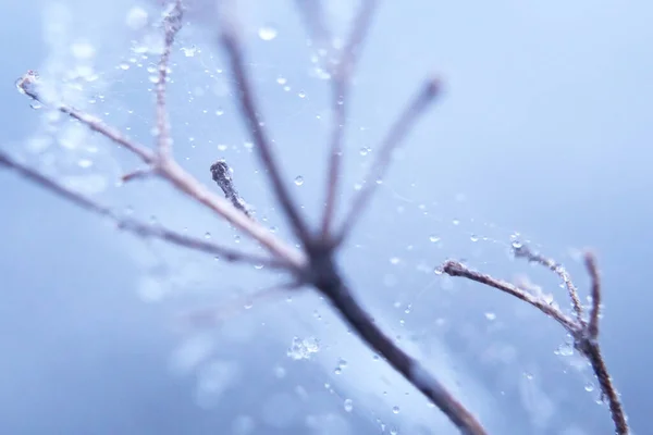 Ramo Con Gocce Acqua Congelate Una Ragnatela — Foto Stock