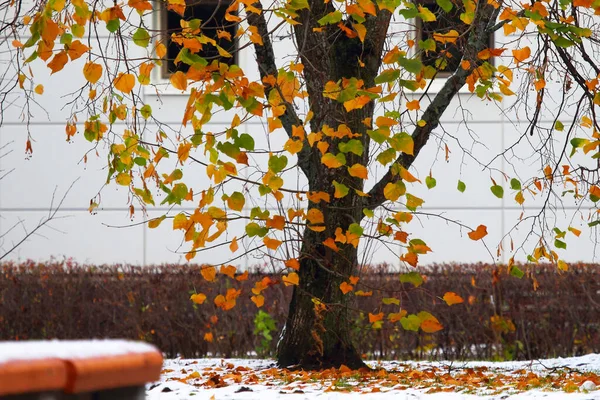 Les Dernières Feuilles Sur Arbre Avec Première Neige — Photo