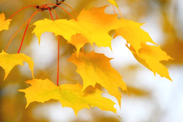 Folhas Laranja Brilhantes Uma Árvore Outono — Fotografia de Stock