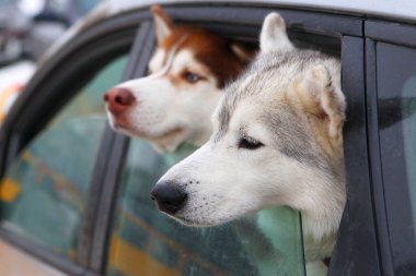 İki iri köpek arabanın camından dışarı bakıyor.