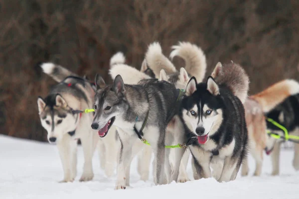 Raça Norte Cães Huskies Arnês — Fotografia de Stock