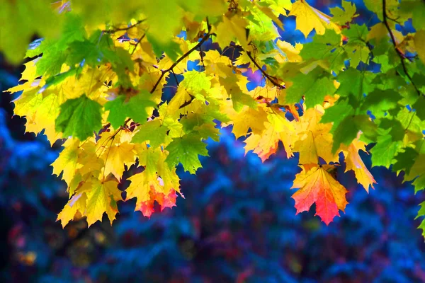 Feuilles Colorées Pendant Chute Des Feuilles Automne — Photo