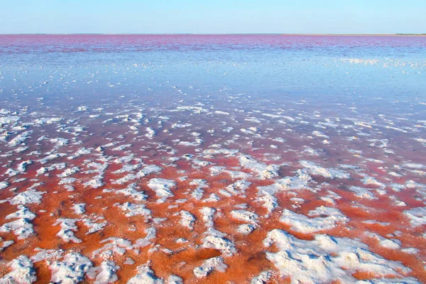 Água Salgada Algas Vermelhas Lago Crimeia — Fotografia de Stock