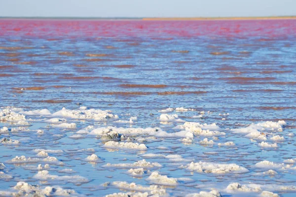 Água Salgada Algas Vermelhas Lago Crimeia — Fotografia de Stock