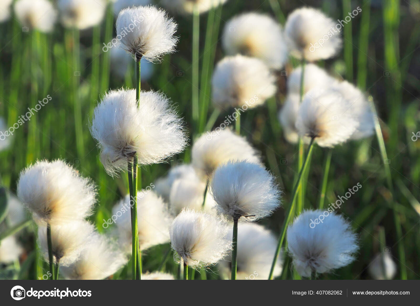 Arctic Tundra Cotton Grass